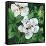 Canvas Black