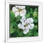 Gramercy White