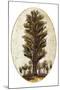 Wood Mount
