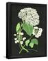 Essential Black
