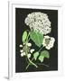 Gramercy White