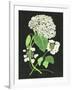 Gramercy White