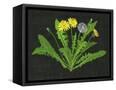 Canvas Black