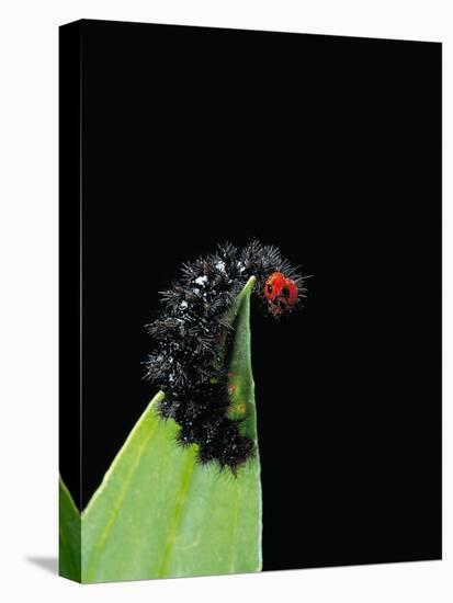 Melitaea Cinxia (Glanville Fritillary) - Black Spiny Caterpillar-Paul Starosta-Stretched Canvas