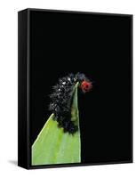 Melitaea Cinxia (Glanville Fritillary) - Black Spiny Caterpillar-Paul Starosta-Framed Stretched Canvas