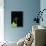 Melitaea Cinxia (Glanville Fritillary) - Black Spiny Caterpillar-Paul Starosta-Stretched Canvas displayed on a wall