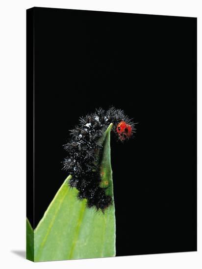 Melitaea Cinxia (Glanville Fritillary) - Black Spiny Caterpillar-Paul Starosta-Stretched Canvas