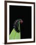 Melitaea Cinxia (Glanville Fritillary) - Black Spiny Caterpillar-Paul Starosta-Framed Photographic Print