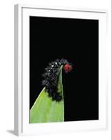 Melitaea Cinxia (Glanville Fritillary) - Black Spiny Caterpillar-Paul Starosta-Framed Photographic Print