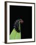 Melitaea Cinxia (Glanville Fritillary) - Black Spiny Caterpillar-Paul Starosta-Framed Photographic Print