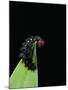 Melitaea Cinxia (Glanville Fritillary) - Black Spiny Caterpillar-Paul Starosta-Mounted Photographic Print