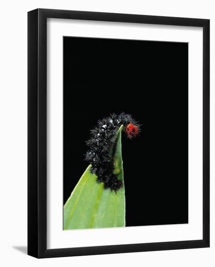 Melitaea Cinxia (Glanville Fritillary) - Black Spiny Caterpillar-Paul Starosta-Framed Photographic Print