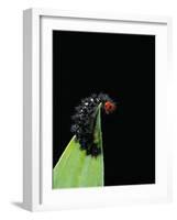 Melitaea Cinxia (Glanville Fritillary) - Black Spiny Caterpillar-Paul Starosta-Framed Photographic Print