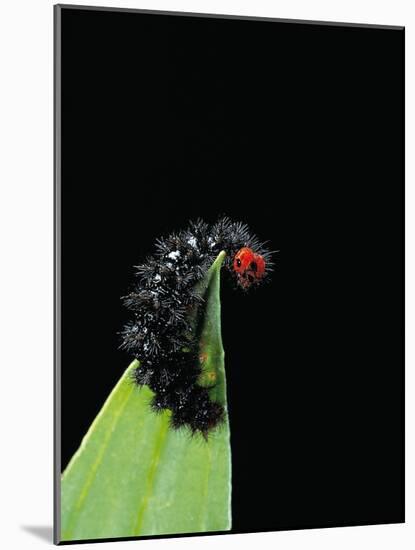Melitaea Cinxia (Glanville Fritillary) - Black Spiny Caterpillar-Paul Starosta-Mounted Photographic Print
