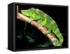 Meller's Chameleon, Native to Tanzania-David Northcott-Framed Stretched Canvas