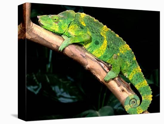 Meller's Chameleon, Native to Tanzania-David Northcott-Stretched Canvas