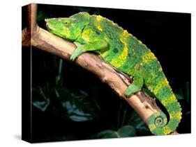 Meller's Chameleon, Native to Tanzania-David Northcott-Stretched Canvas