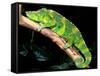 Meller's Chameleon, Native to Tanzania-David Northcott-Framed Stretched Canvas