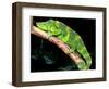 Meller's Chameleon, Native to Tanzania-David Northcott-Framed Photographic Print