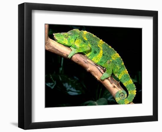 Meller's Chameleon, Native to Tanzania-David Northcott-Framed Photographic Print