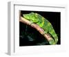 Meller's Chameleon, Native to Tanzania-David Northcott-Framed Photographic Print