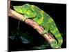 Meller's Chameleon, Native to Tanzania-David Northcott-Mounted Photographic Print