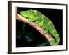 Meller's Chameleon, Native to Tanzania-David Northcott-Framed Photographic Print