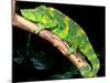 Meller's Chameleon, Native to Tanzania-David Northcott-Mounted Photographic Print