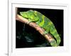 Meller's Chameleon, Native to Tanzania-David Northcott-Framed Photographic Print