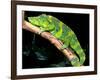 Meller's Chameleon, Native to Tanzania-David Northcott-Framed Photographic Print