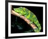 Meller's Chameleon, Native to Tanzania-David Northcott-Framed Photographic Print