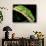 Meller's Chameleon, Native to Tanzania-David Northcott-Photographic Print displayed on a wall