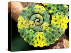 Meller's Chameleon Tail, Native to Tanzania-David Northcott-Stretched Canvas