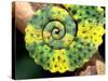 Meller's Chameleon Tail, Native to Tanzania-David Northcott-Stretched Canvas