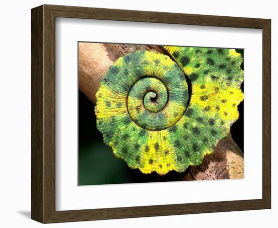 Meller's Chameleon Tail, Native to Tanzania-David Northcott-Framed Photographic Print