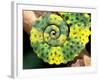 Meller's Chameleon Tail, Native to Tanzania-David Northcott-Framed Photographic Print