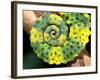 Meller's Chameleon Tail, Native to Tanzania-David Northcott-Framed Photographic Print