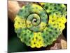 Meller's Chameleon Tail, Native to Tanzania-David Northcott-Mounted Photographic Print