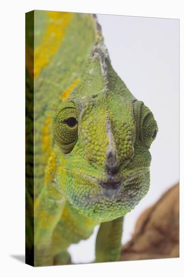 Meller's Chameleon-DLILLC-Stretched Canvas