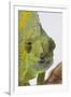 Meller's Chameleon-DLILLC-Framed Premium Photographic Print