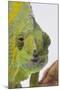 Meller's Chameleon-DLILLC-Mounted Premium Photographic Print