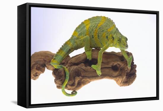 Meller's Chameleon-DLILLC-Framed Stretched Canvas