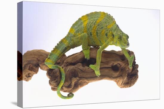 Meller's Chameleon-DLILLC-Stretched Canvas