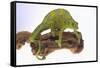 Meller's Chameleon-DLILLC-Framed Stretched Canvas