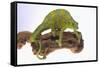 Meller's Chameleon-DLILLC-Framed Stretched Canvas
