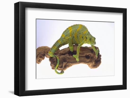 Meller's Chameleon-DLILLC-Framed Photographic Print