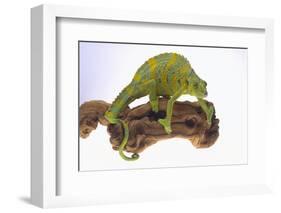 Meller's Chameleon-DLILLC-Framed Photographic Print