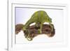 Meller's Chameleon-DLILLC-Framed Photographic Print