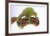 Meller's Chameleon-DLILLC-Framed Photographic Print