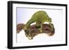 Meller's Chameleon-DLILLC-Framed Photographic Print